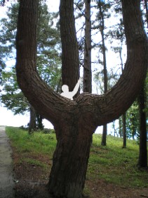 Призрак на Пси-дереве
