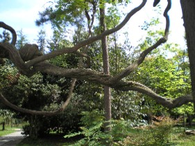 Перекрученное дерево