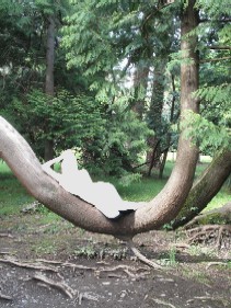 Сочинский призрак изгибает дерево