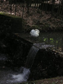 Белая лебедь у водопада